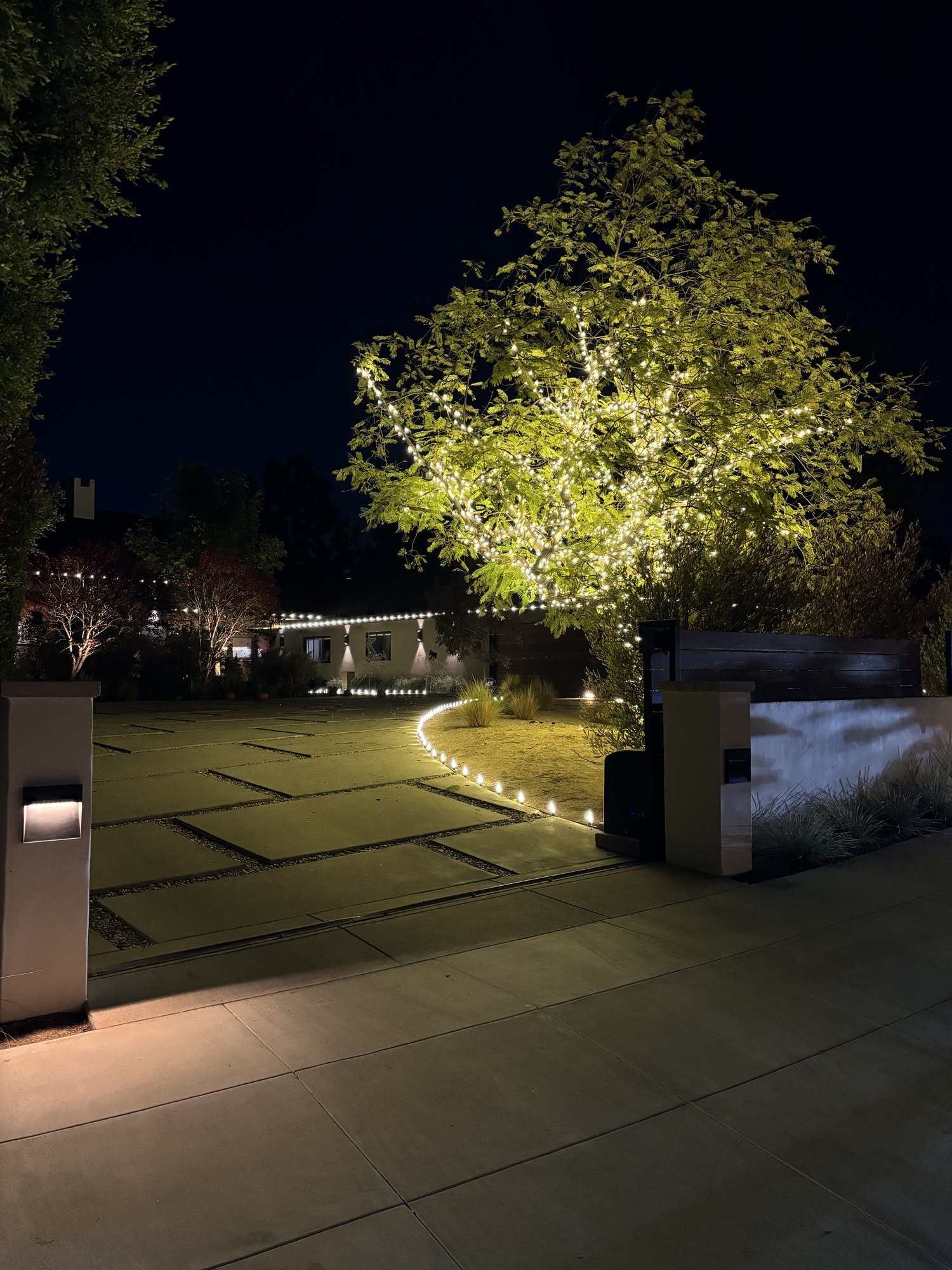 Large tree canopy glowing with lights above a driveway lined with C9 bulbs