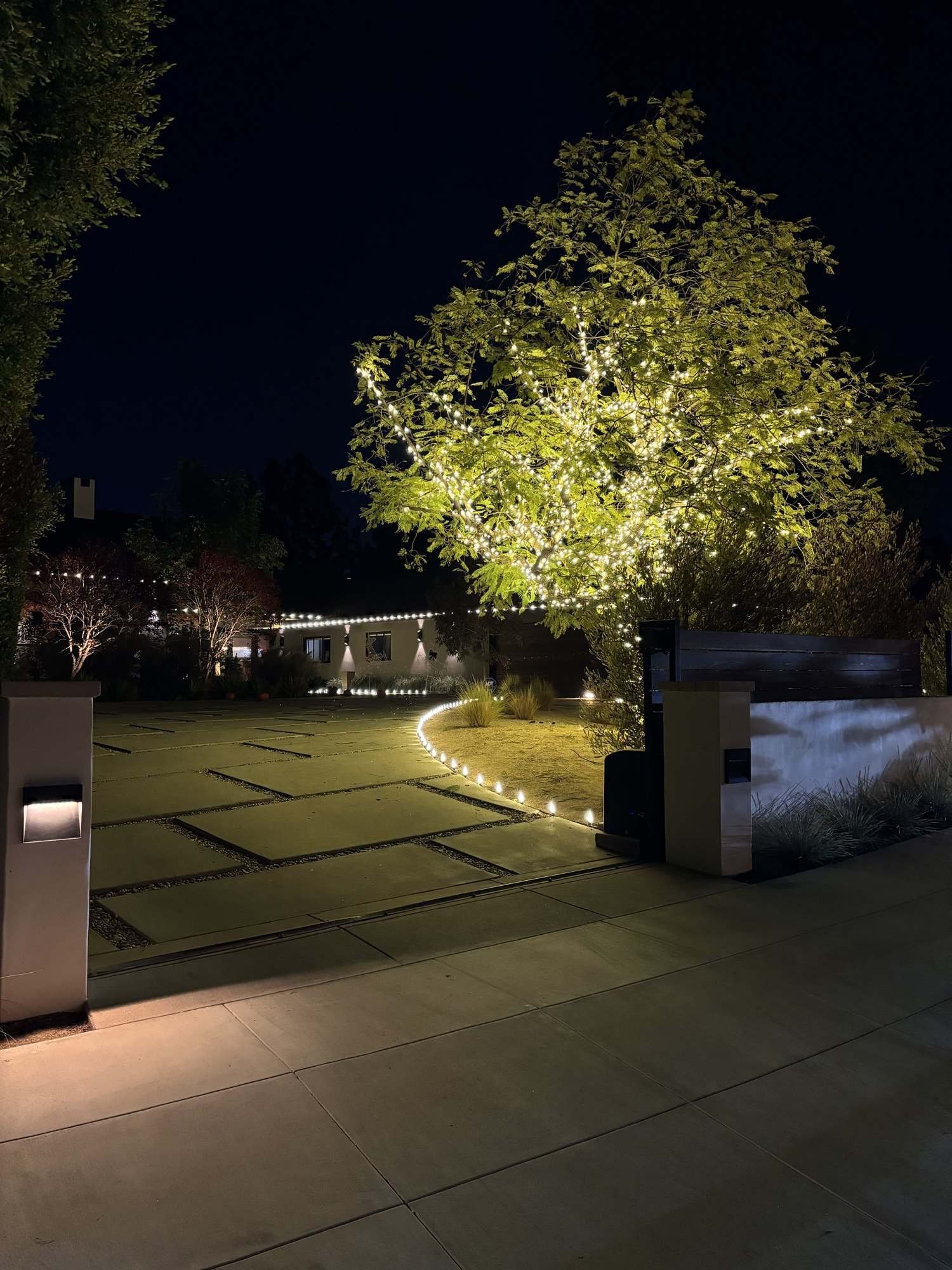 Large tree canopy glowing with lights above a driveway lined with C9 bulbs
