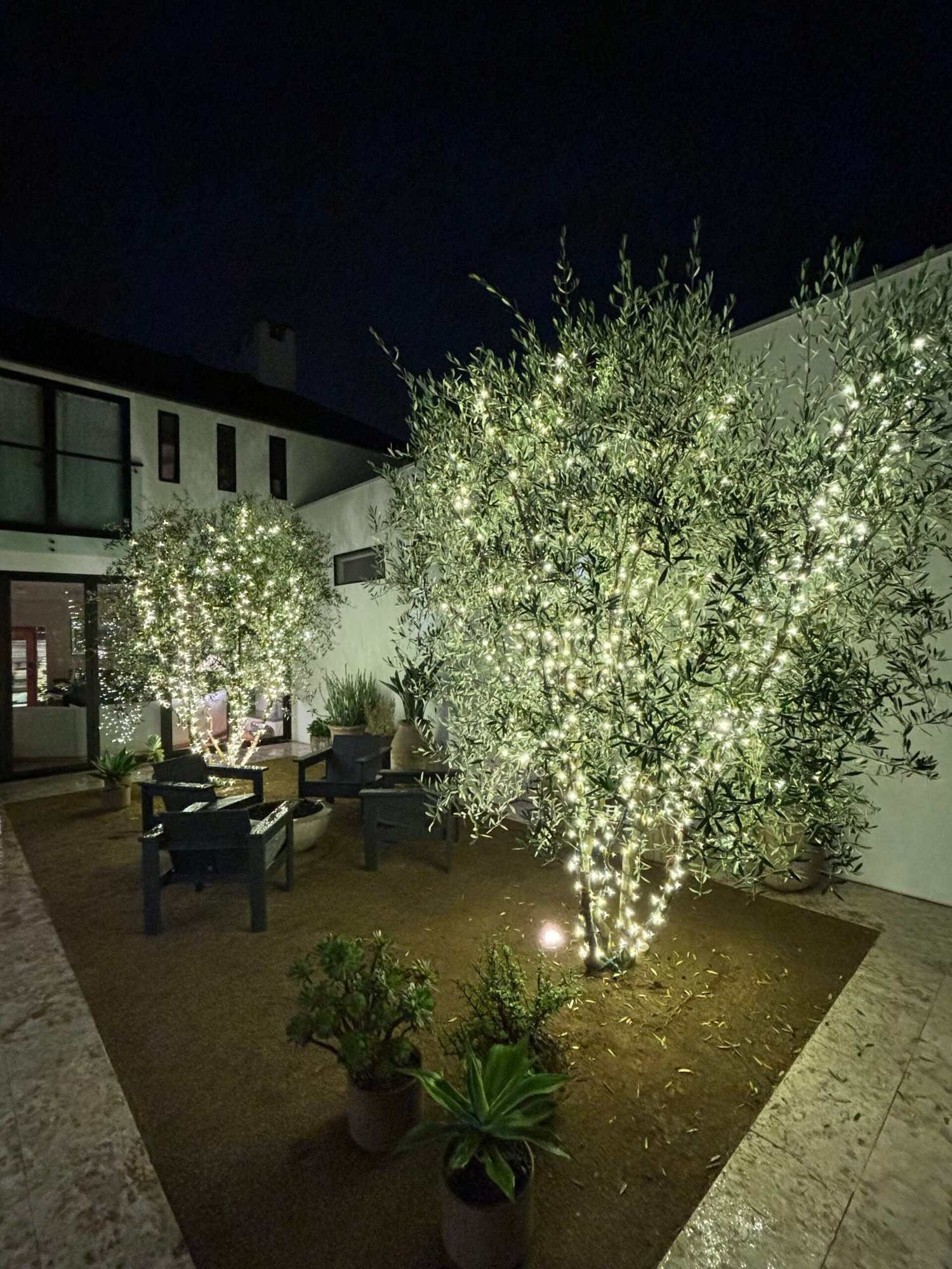 Courtyard trees wrapped in lights in front of a modern home