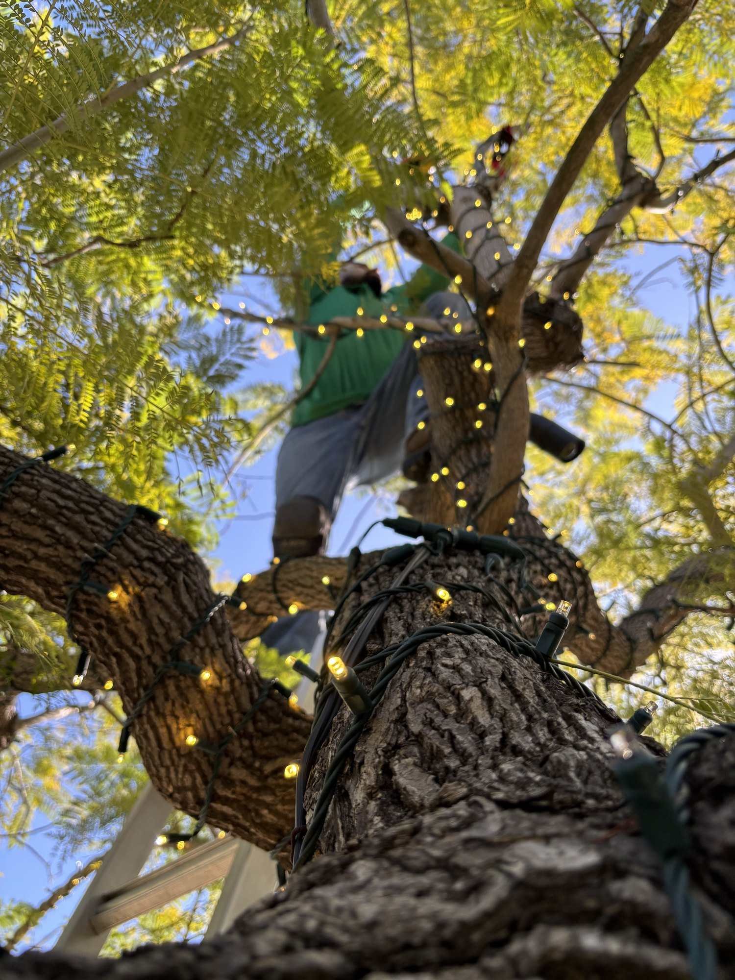 J&H installer up in a tree running light strands along the branches