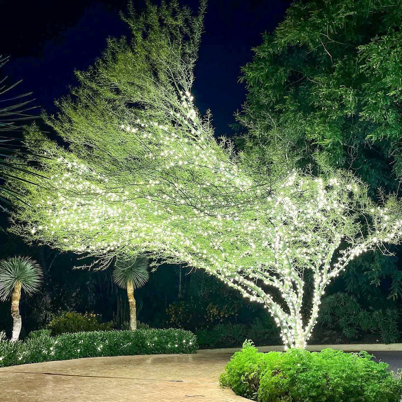Large sculptural tree wrapped in warm white lights beside a circular driveway