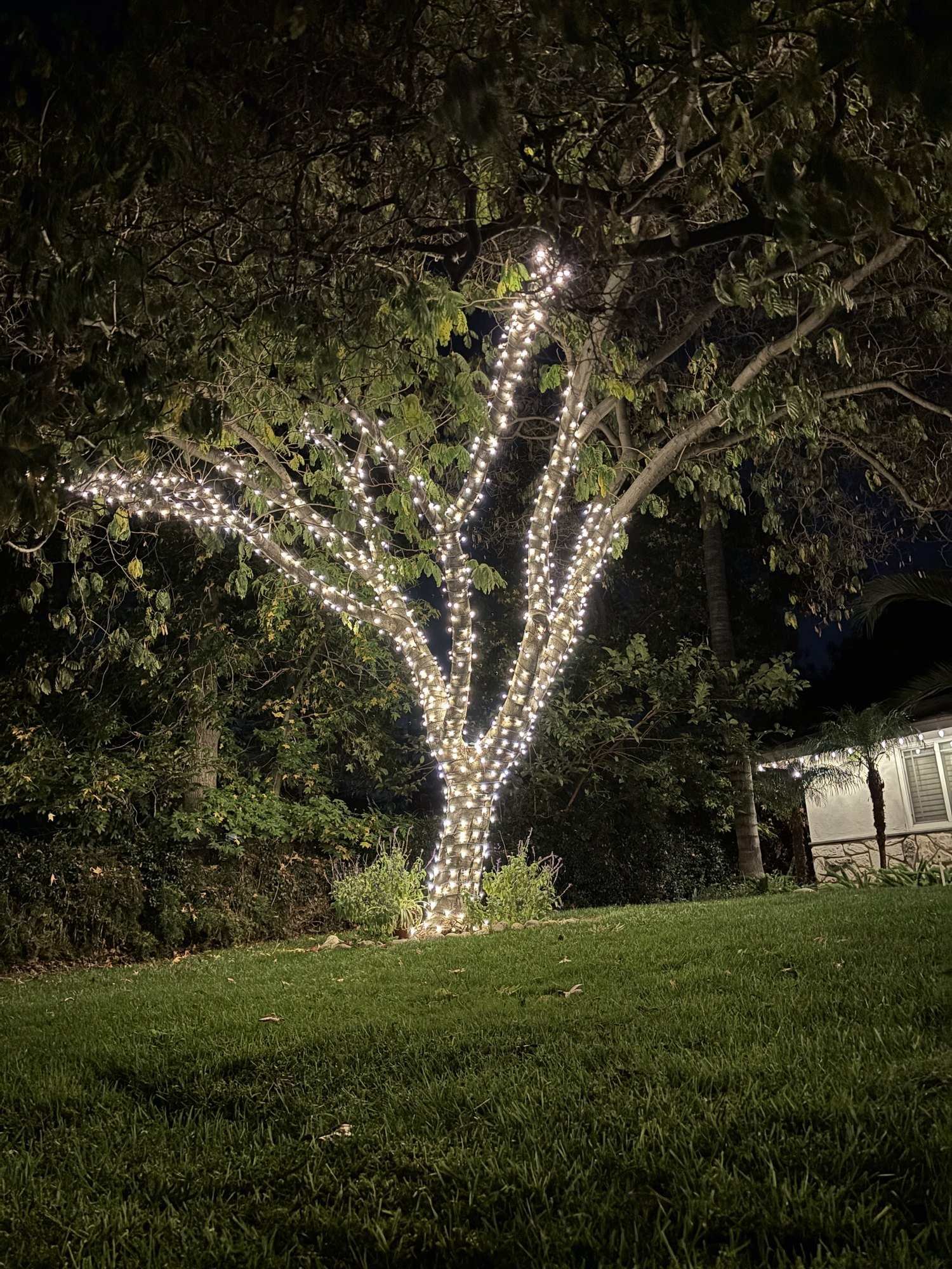 Front-yard tree with its trunk and branches fully wrapped in warm white lights