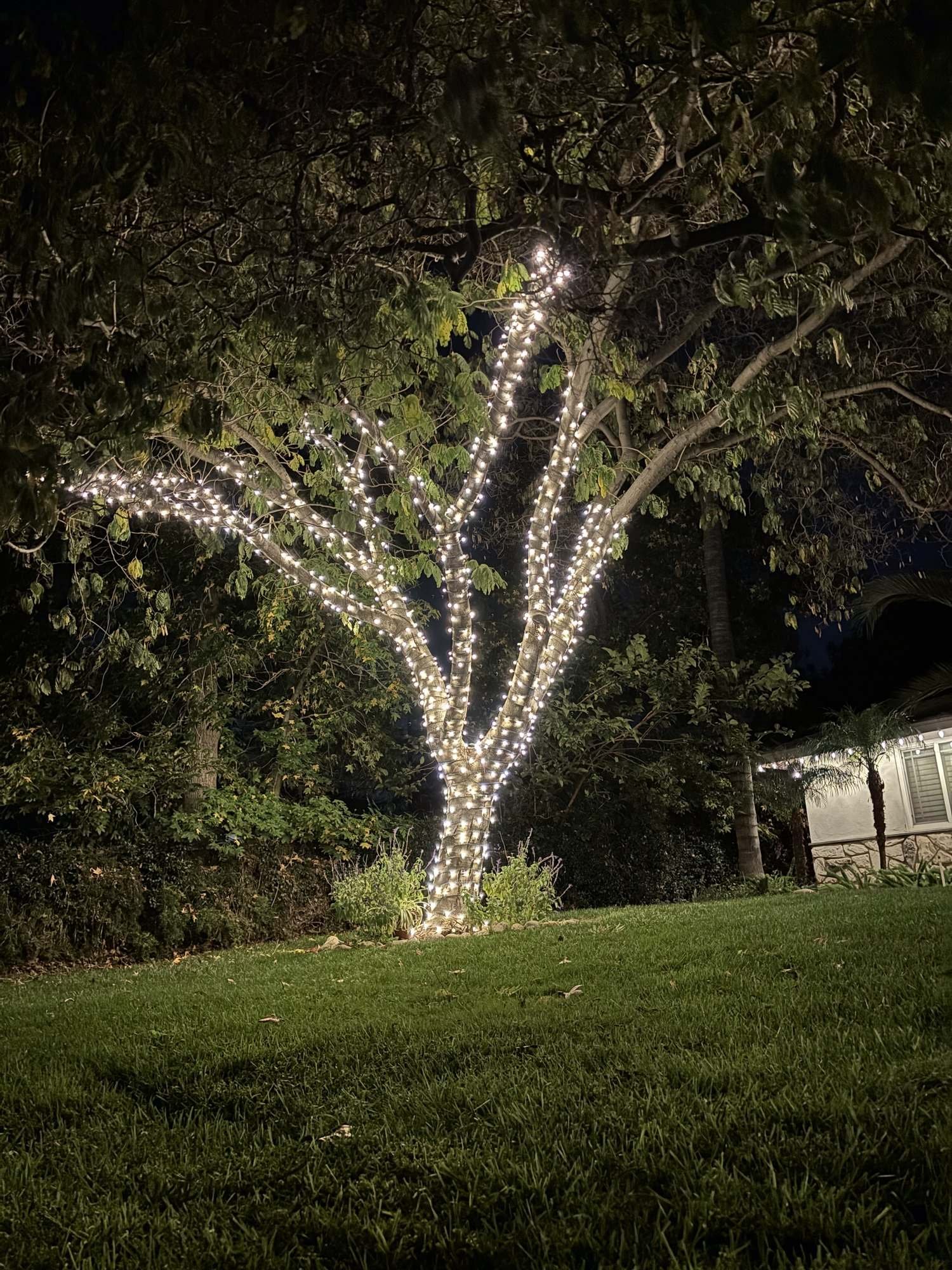 Front-yard tree with its trunk and branches fully wrapped in warm white lights