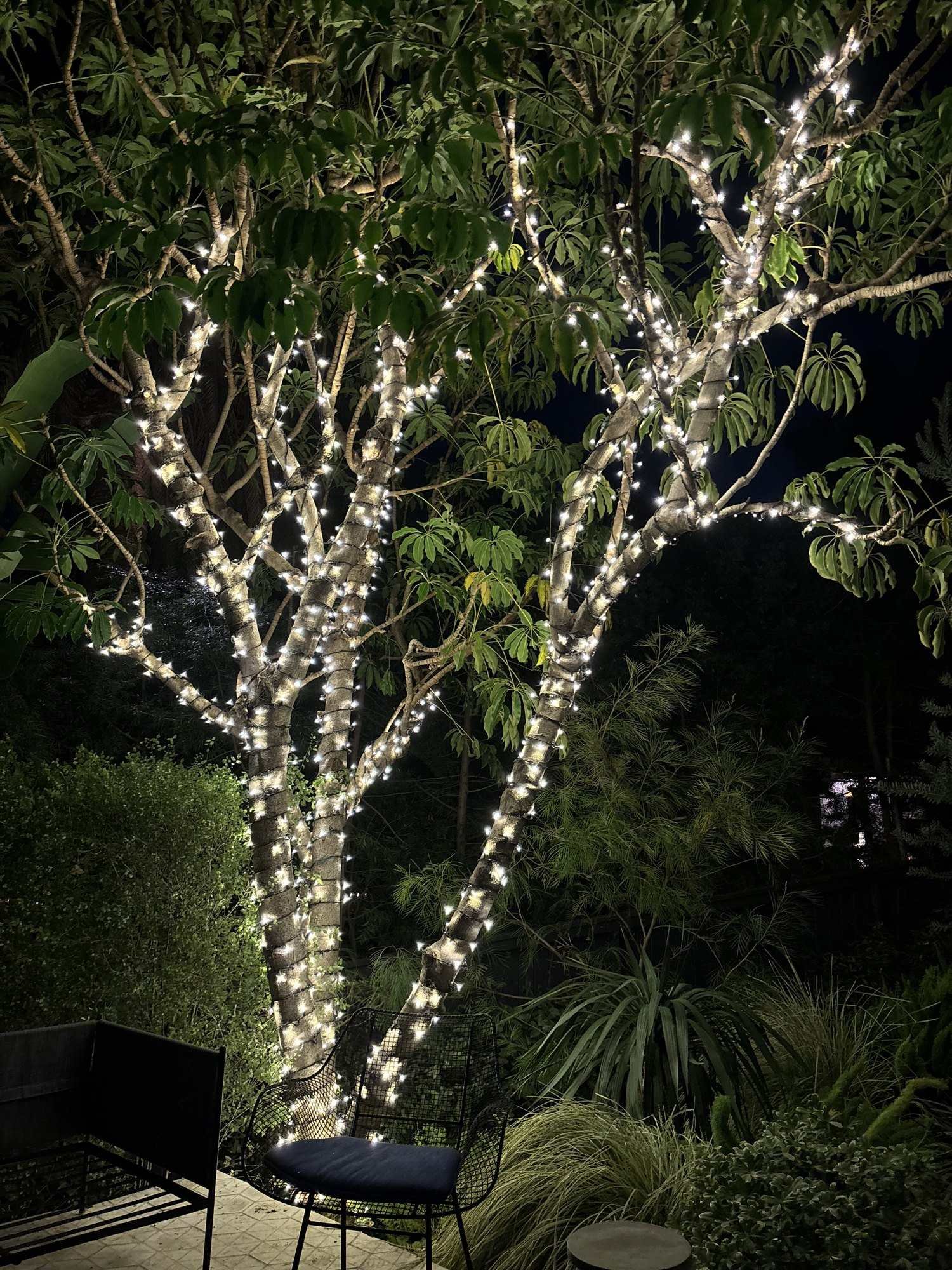Multi-trunk tree wrapped in warm white lights beside patio seating