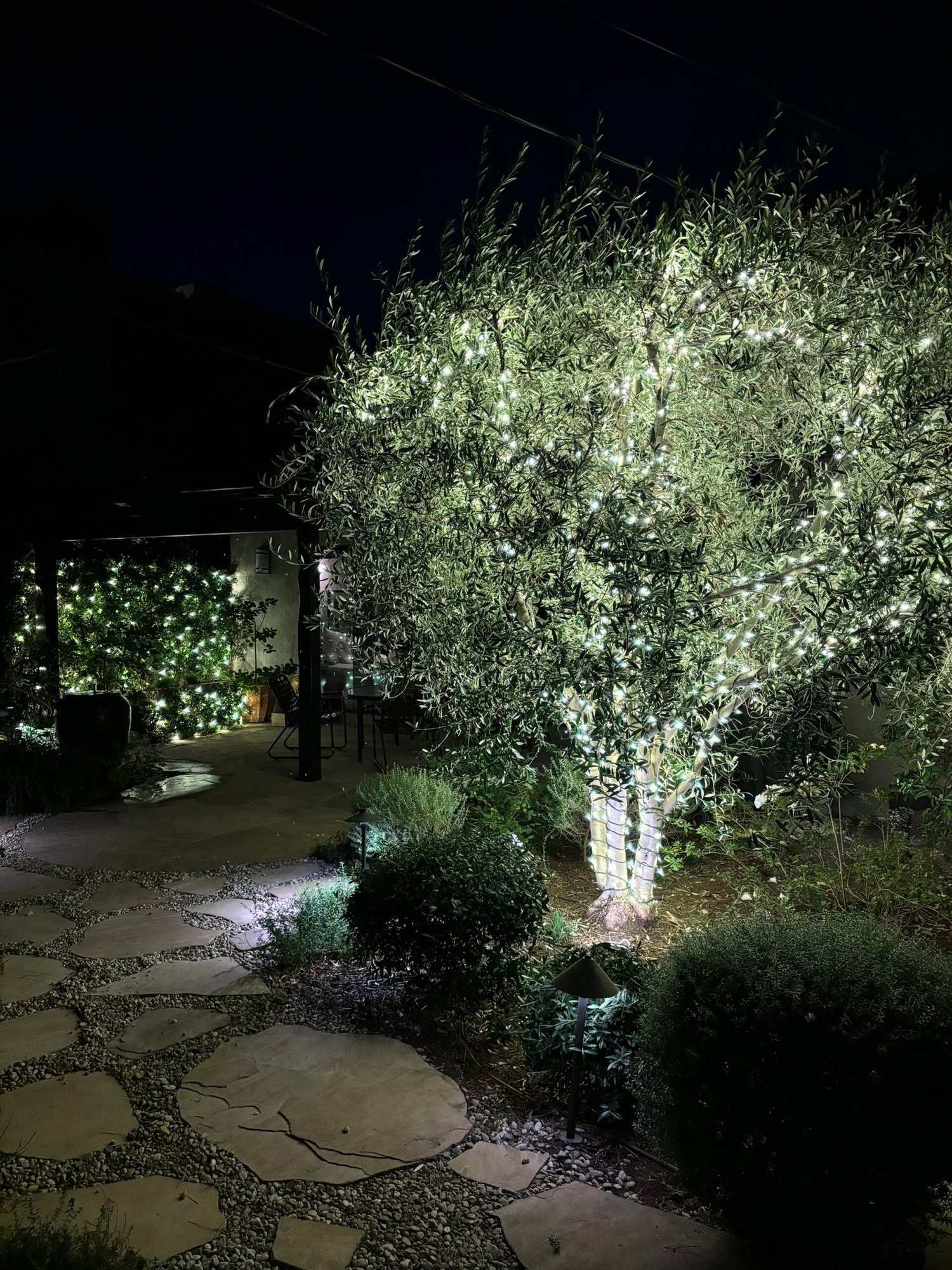 Olive tree wrapped in warm white lights above a stone garden path