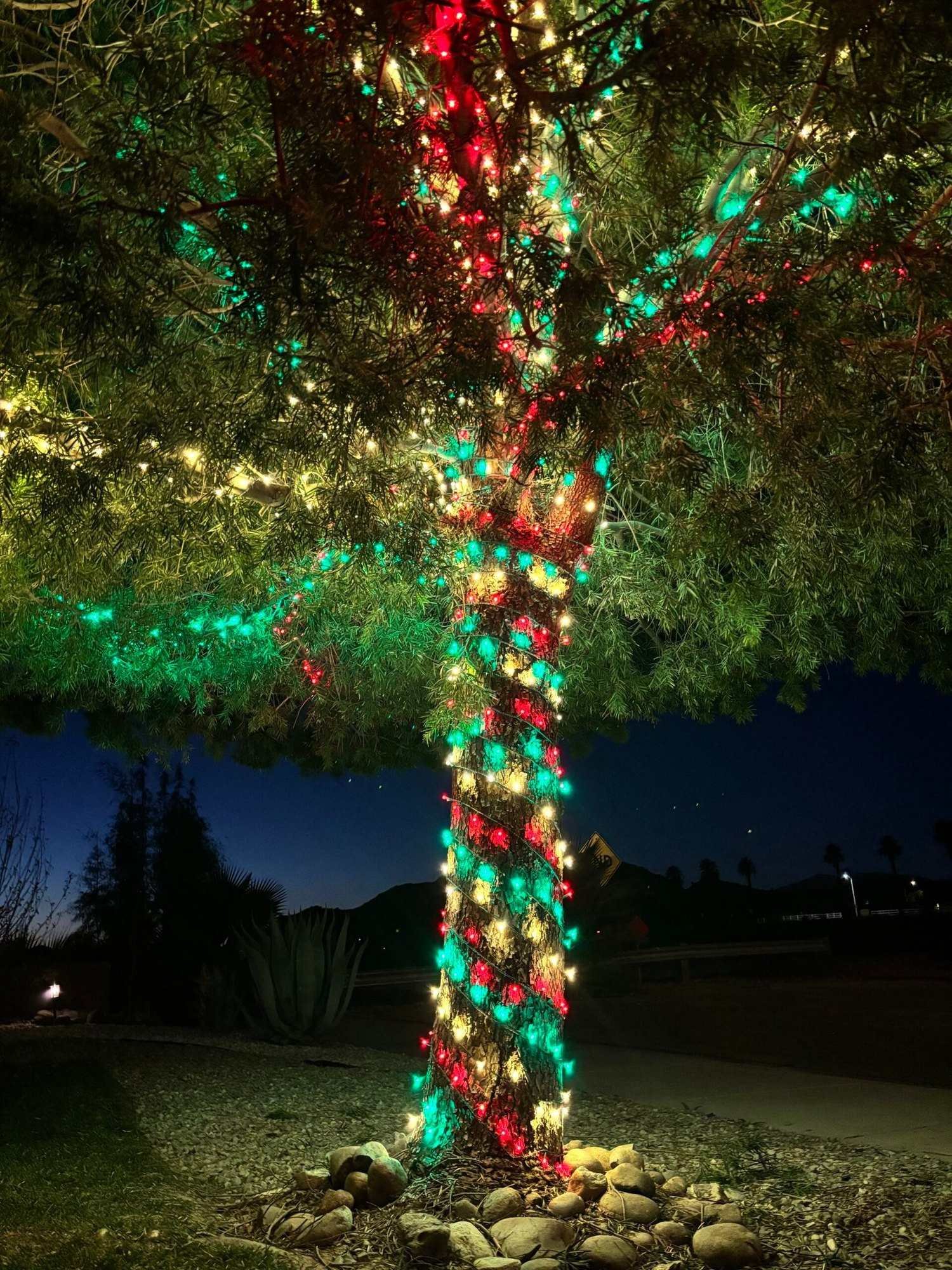 Tree trunk wrapped in alternating red and green Christmas lights