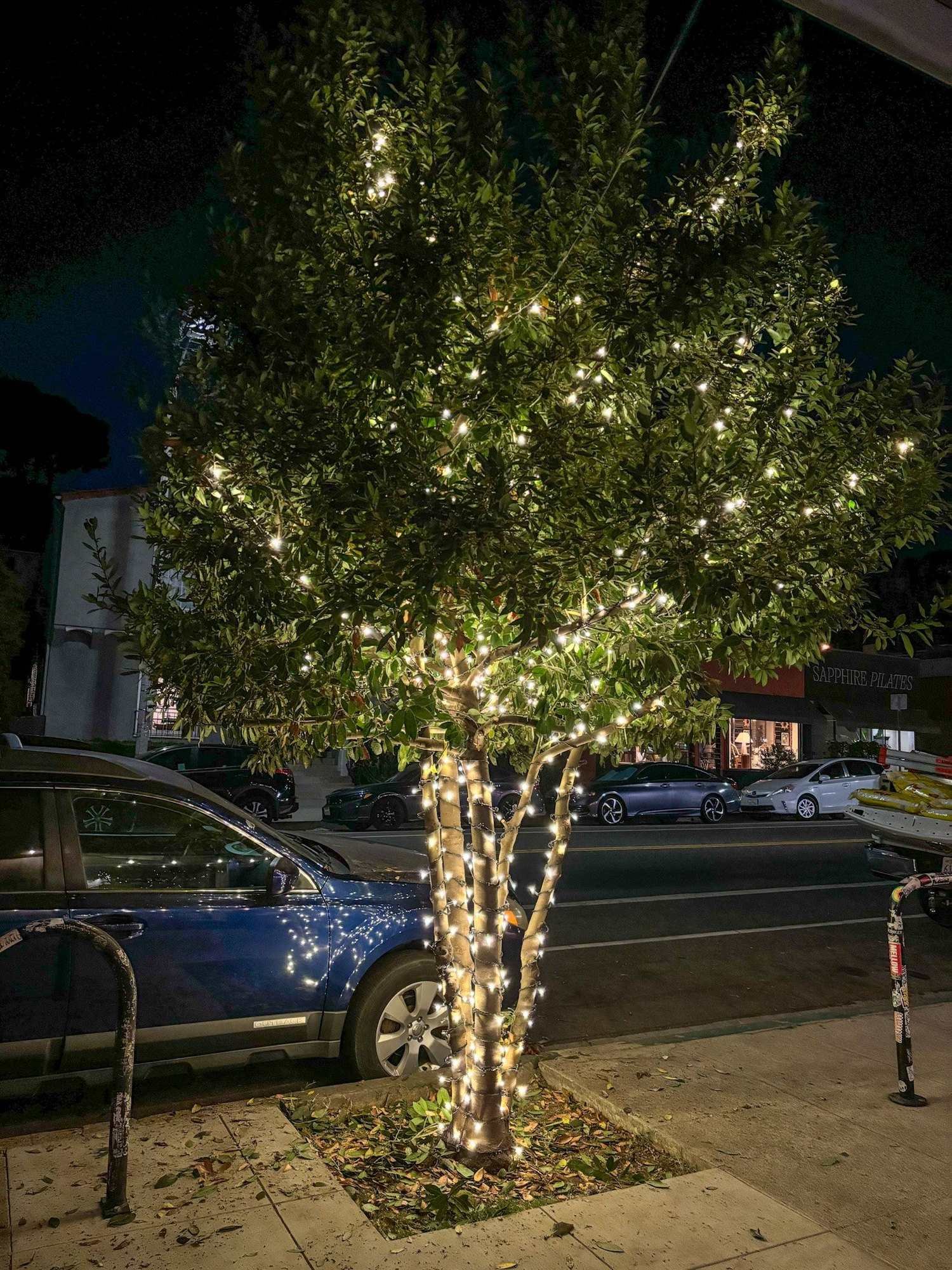Street-side tree wrapped in warm white lights from trunk to canopy