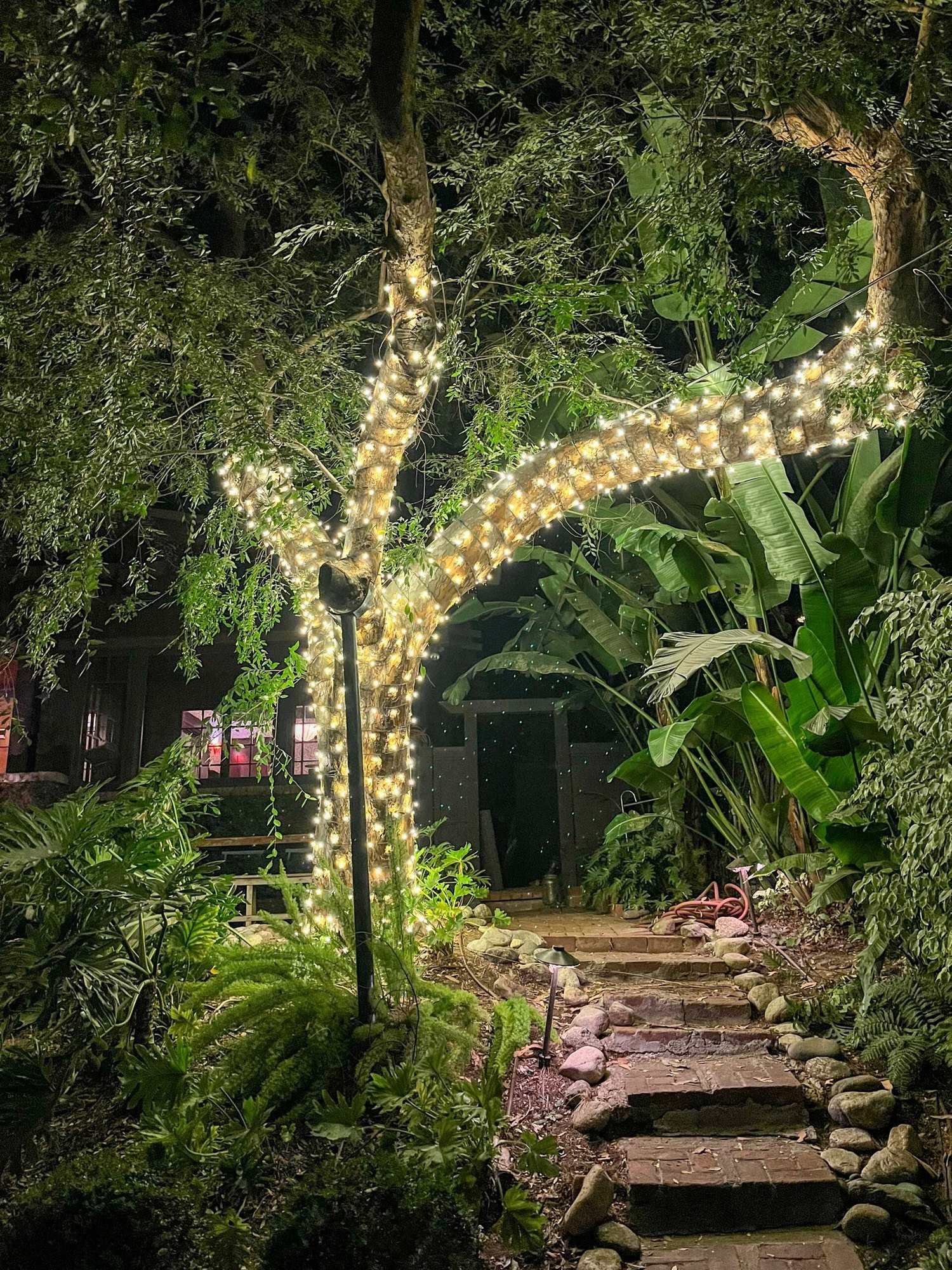 Arching tree wrapped in lights over a garden path with stone steps