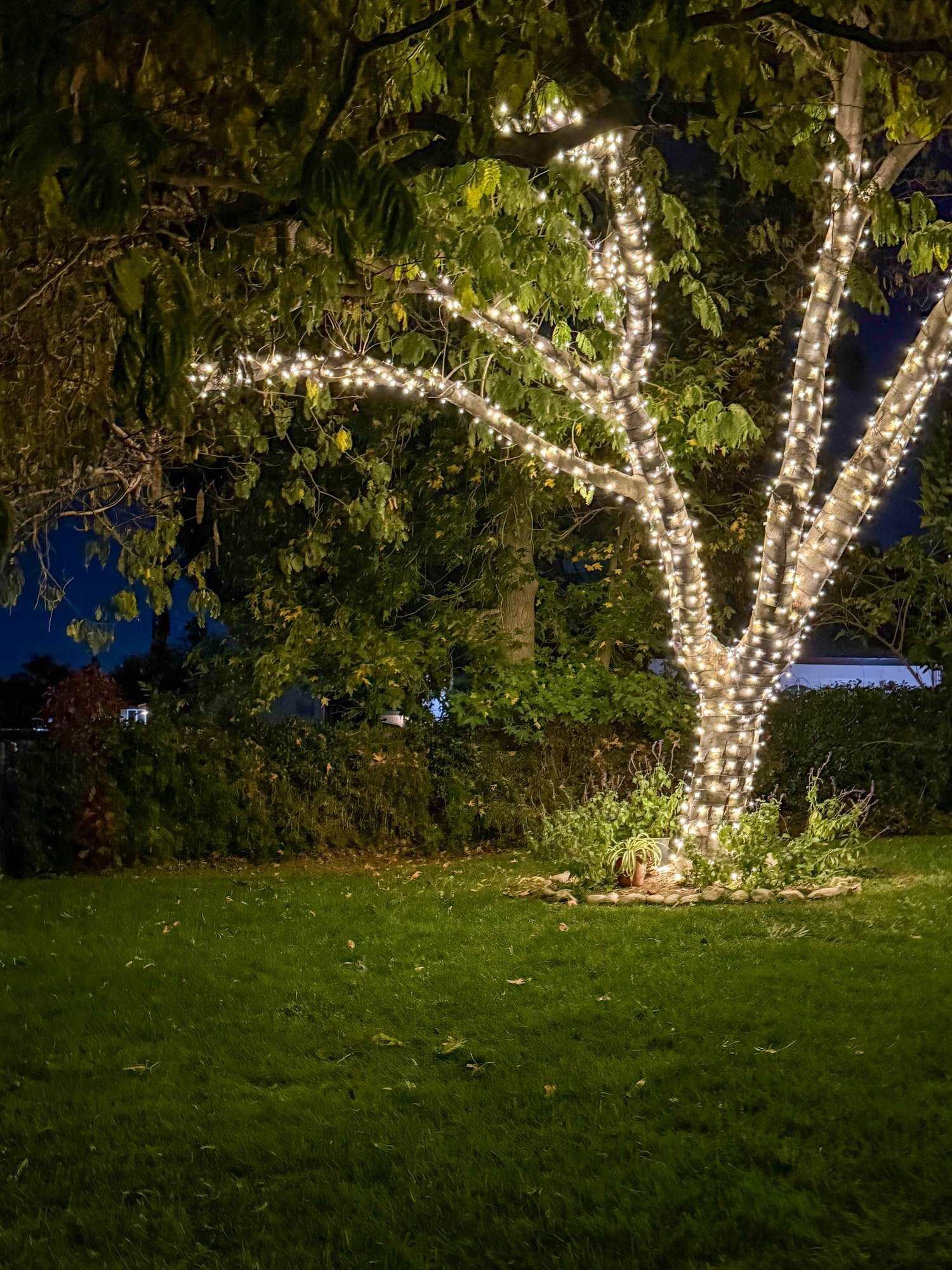 Low-angle view of a tree wrapped in lights from the trunk up into the branches